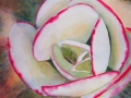kalanchoe